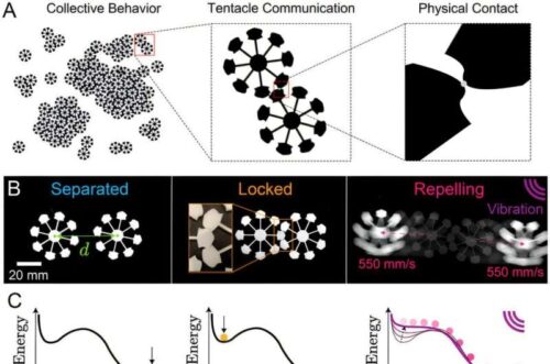 A) Electronic-free particle robots exhibit collective behaviors (Left); individuals communicate through physical contact of tentacles (Middle) B) Three states of particle robots: Separated, interlocked, and repelling. C) Energy landscape for each state shown above. D) When several particle robots collectively interact, they can transition from a liquid phase (Left), where the particles remain separated, to a solid phase (Middle), forming a locked block, and finally, to a gaseous phase (Right), where all particles have kinetic energy. Credit: Advanced Intelligent Systems (2025). DOI: 10.1002/aisy.202500151