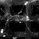 3D Biochip Blends Neurons Electronics