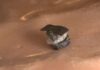 Seed-Sized Robot Advances Surgery