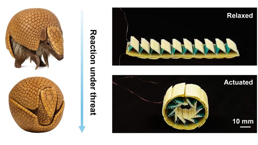 Armadillos Inspire New Protective Technology for Soft Machines