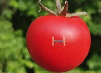 Iron Sensors Advance Green Electronics