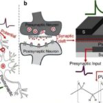 Brain-Like Chips Could Save Energy for AI