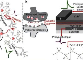 Brain-Like Chips Could Save Energy for AI
