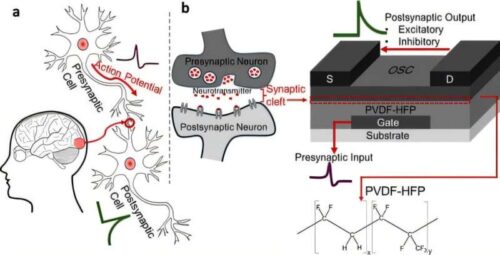 (a) Schematic of a biological synapse. (b) Architecture of a bottom-gate, top-contact FET and its analogous functionality to a pre- and postsynaptic neuron. The organic semiconductor–ferroelectric interface emulates the synaptic cleft where the electronic conductance is modulated. Presynaptic input is applied to the gate electrode, and the postsynaptic output is determined from the source-drain current. PVDF-HFP is used as the dielectric layer. Credit: ACS Applied Electronic Materials (2026). DOI: 10.1021/acsaelm.5c02633