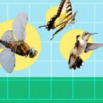 Insect Flight Unlocks Stable Robots