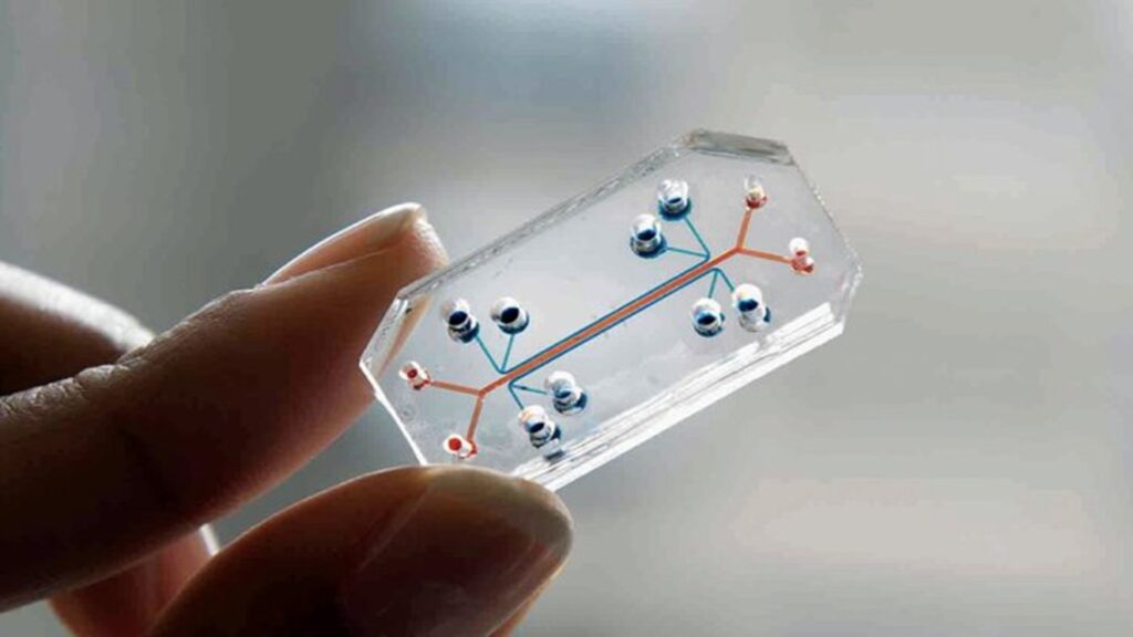 Human organ-on-a-chip model used to recreate inflammatory bowel disease and study early cancer-linked changes in gut tissue.