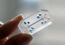 Lab Chip Reveals Hidden Drivers of Gut Disease