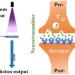 Photonic Synapse Cuts AI Power