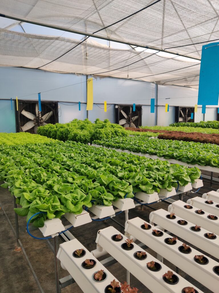At Brio Hydroponics’ Unnati Park, leafy greens thrive in cutting-edge hydroponic channels under close monitoring and biosecure conditions