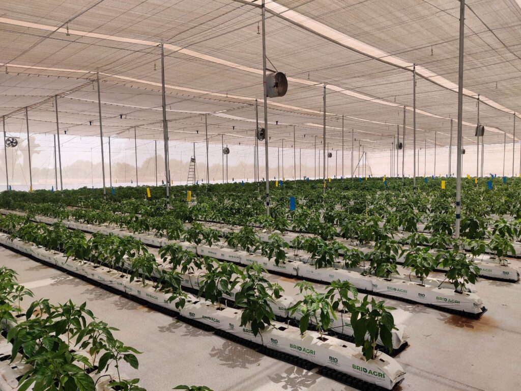 Brio Hydroponics’ state-of-the-art greenhouse at Unnati Project, Talod, showcases advanced, climate-controlled cultivation delivering high-quality produce on a commercial scale.