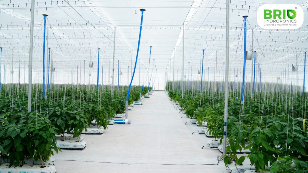 In the Unnati Hydroponics Park, precision farming  modern irrigation systems empower Brio Hydroponics to cultivate premium crops while maintaining sustainability and quality, leading agritech