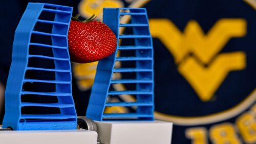 The soft robot can detect ripeness and gently remove fruit by twisting its stem.
Jennifer Shephard/WVU
