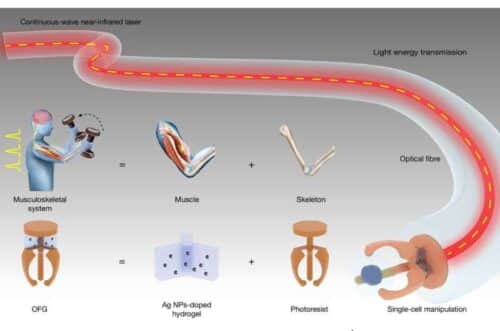 Bioinspired muscle–bone structural design of 3D OFG. Credit: Nature (2026). DOI: 10.1038/s41586-026-10673-7