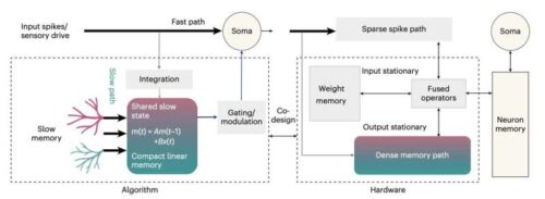 Dual memory pathway abstraction. At the algorithmic level, each layer maintains a shared, low-dimensional state that captures slow contextual dynamics and modulates fast spiking activity. At the hardware level, this separation is mirrored by a heterogeneous accelerator that keeps the compact state on-chip and fuses sparse and dense computations for efficient execution. Credit: Sun et al.