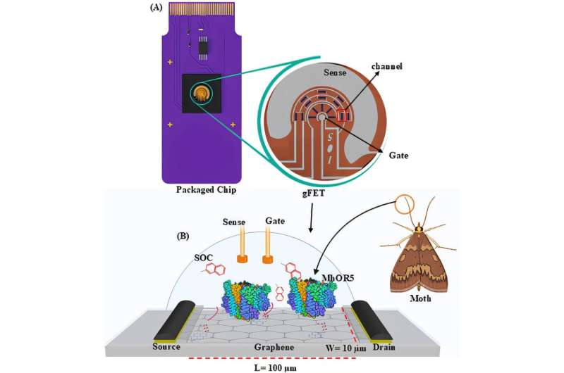 Researchers transform semiconductor chips into insect-inspired smell sensors