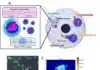 Quantum Sensors Reveal Cancer Cells’ Hidden Thermal Processes