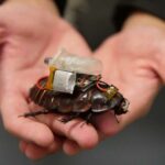 Cyborg Cockroaches Could Transform Search And Rescue Missions