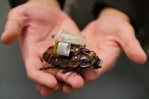 Biorobotics researchers from UQ have transformed North Queensland giant burrowing cockroaches (Macropanesthia rhinoceros) into miniature cyborg paramedics.