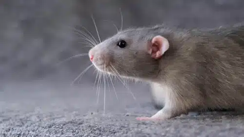Rat-Inspired Whisker Sensors Could Improve Endoscopic Navigation
