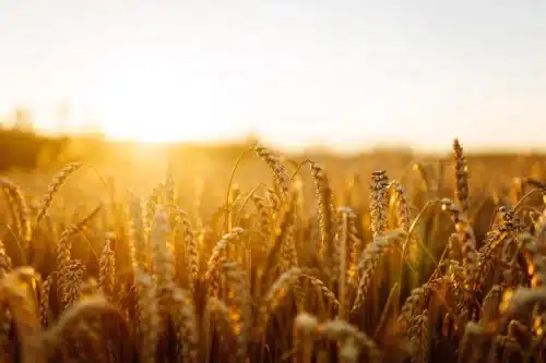 Electrochemical Sensor Detects Trace Aluminum in Soil and Food
