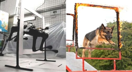 Left: The team's Unitree Aliengo quadruped jumping through a gate roughly the size of its own body, using only onboard vision to decide when to take off. Right: the behavior that inspired the work—a dog clearing a hoop at a full run. Animals judge the take-off point, commit, and fold their limbs in mid-air without a moment's deliberation; teaching a 22 kg machine to do the same was the goal of the team's study. Credit: Luo et al.