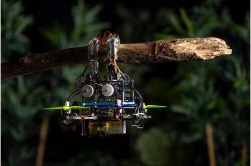 The gripper drone hanging onto a branch. Credit: Delft University of Technology - Studio Oostrum