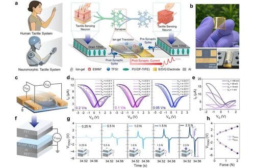 Bio-inspired tactile neuromorphic system