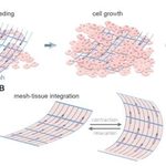 Ultrathin Mesh Powers Implantable Electronics 